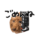 もしも愛犬のトイプーがしゃべったら。（個別スタンプ：8）