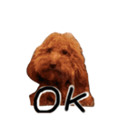 もしも愛犬のトイプーがしゃべったら。（個別スタンプ：9）