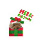 モコちゃんクリスマス＆お正月（個別スタンプ：1）
