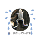 animalランド（個別スタンプ：9）
