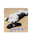ペキシーズーのむうちゃん①（個別スタンプ：2）