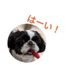 ペキシーズーのむうちゃん①（個別スタンプ：7）