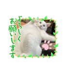 ねこ★ねこ★ねこ（個別スタンプ：3）