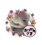 ねこ★ねこ★ねこ（個別スタンプ：4）