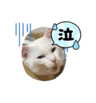 ねこ★ねこ★ねこ（個別スタンプ：5）