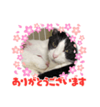 ねこ★ねこ★ねこ（個別スタンプ：6）