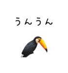 トリさんの実写ムービー（個別スタンプ：4）