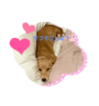 仔犬ちゃんのひと言（個別スタンプ：1）