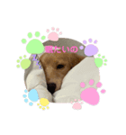 仔犬ちゃんのひと言（個別スタンプ：2）