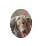 仔犬ちゃんのひと言（個別スタンプ：3）