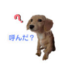 仔犬ちゃんのひと言（個別スタンプ：5）