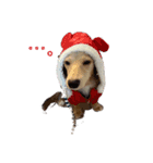仔犬ちゃんのひと言（個別スタンプ：7）