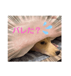 仔犬ちゃんのひと言（個別スタンプ：8）