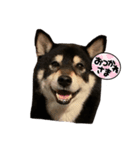 くま  黒柴（個別スタンプ：4）