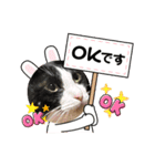 ねこ★ねこ★ねこ③（個別スタンプ：1）
