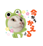 ねこ★ねこ★ねこ③（個別スタンプ：6）