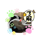ねこ★ねこ★ねこ③（個別スタンプ：7）