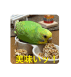 ゆきちゃん宅スタンプ16（個別スタンプ：1）