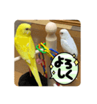 ゆきちゃん宅スタンプ16（個別スタンプ：3）