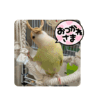 ゆきちゃん宅スタンプ16（個別スタンプ：20）