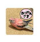 ゆきちゃん宅スタンプ16（個別スタンプ：22）