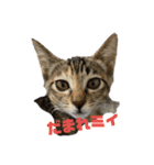 キジトラのミィ（個別スタンプ：1）