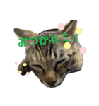 キジトラのミィ（個別スタンプ：5）