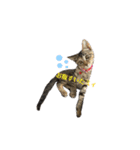 キジトラのミィ（個別スタンプ：9）