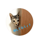 キジトラのミィ（個別スタンプ：10）