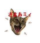 キジトラのミィ（個別スタンプ：12）