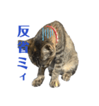 キジトラのミィ（個別スタンプ：14）
