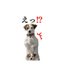 はなとさくの花咲くeveryday3（個別スタンプ：1）