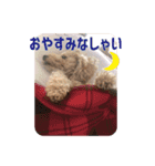かわいいくぅスタンプ（個別スタンプ：2）