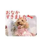 かわいいくぅスタンプ（個別スタンプ：4）
