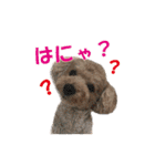 かわいいくぅスタンプ（個別スタンプ：10）