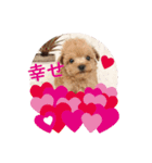 かわいいくぅスタンプ（個別スタンプ：15）