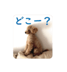 かわいいくぅスタンプ（個別スタンプ：17）