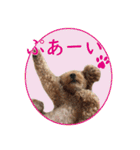 かわいいくぅスタンプ（個別スタンプ：20）