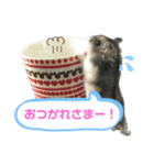 ハムスターの銀次くん（個別スタンプ：1）