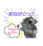 ハムスターの銀次くん（個別スタンプ：4）