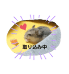ハムスターの銀次くん（個別スタンプ：8）