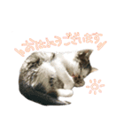 うにとしらす（個別スタンプ：3）
