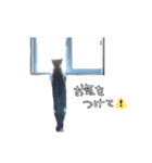 うにとしらす（個別スタンプ：8）