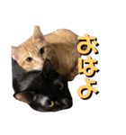 ミンシンすたんぷ（個別スタンプ：12）