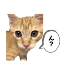 ミンシンすたんぷ（個別スタンプ：13）