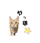 ミンシンすたんぷ（個別スタンプ：16）