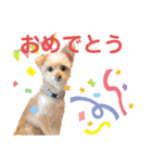 ポメプーきなこスタンプ（個別スタンプ：10）