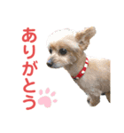 ポメプーきなこスタンプ（個別スタンプ：11）