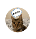 ペットバンザイ（個別スタンプ：1）