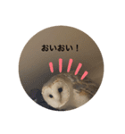 ペットバンザイ（個別スタンプ：2）